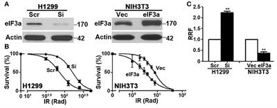 Corrigendum: eIF3a Regulation of NHEJ Repair Protein Synthesis and Cellular Response to Ionizing Radiation